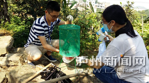 泸州持续高温连蚊子都"热死"了(图1)