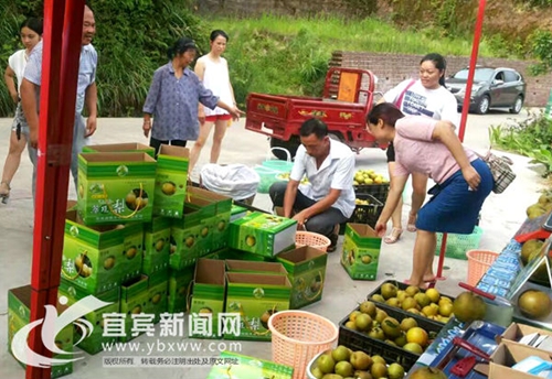宜宾:翠梨飘香醉少峨 产业旅游撬开致富门(图1) 宜宾:翠梨飘香醉少峨 产业旅游撬开致富门(图1)