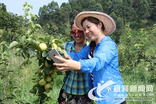 宜宾:翠梨飘香醉少峨 产业旅游撬开致富门(图2) 宜宾:翠梨飘香醉少峨 产业旅游撬开致富门(图2)