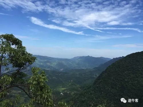 我们有黄荆(图2) 我们有黄荆(图2)