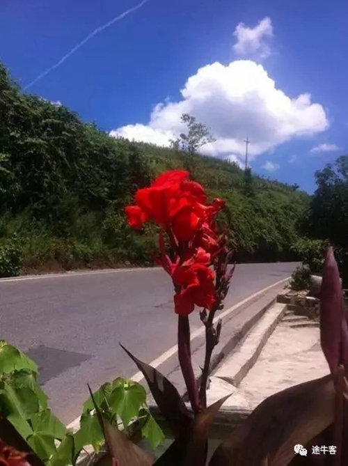 我们有黄荆(图5) 我们有黄荆(图5)