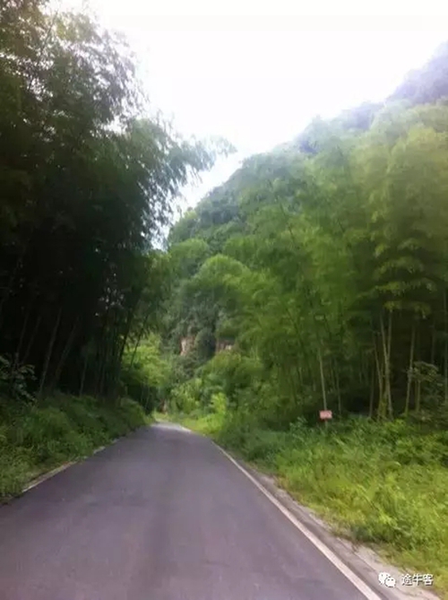 我们有黄荆(图14) 我们有黄荆(图14)