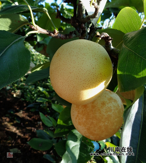 又见黄金梨!纳溪天仙硐绿色生态果园即将开园(图2) 又见黄金梨!纳溪天仙硐绿色生态果园即将开园(图2)