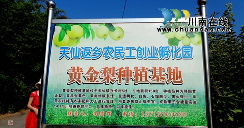 又见黄金梨!纳溪天仙硐绿色生态果园即将开园(图5) 又见黄金梨!纳溪天仙硐绿色生态果园即将开园(图5)