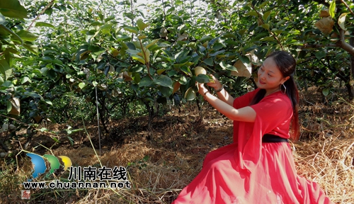 又见黄金梨!纳溪天仙硐绿色生态果园即将开园(图11) 又见黄金梨!纳溪天仙硐绿色生态果园即将开园(图11)