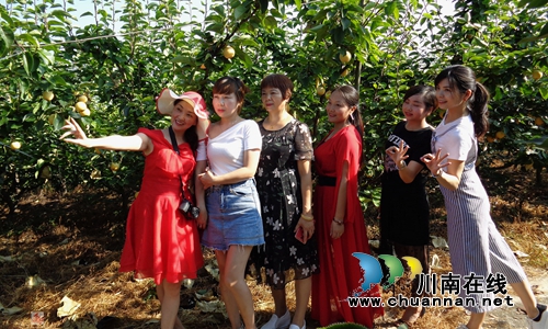 又见黄金梨!纳溪天仙硐绿色生态果园即将开园(图14) 又见黄金梨!纳溪天仙硐绿色生态果园即将开园(图14)
