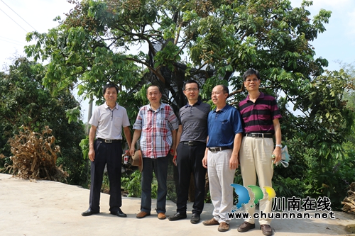 四川省农业厅农场局到泸县调研热作龙眼产业(图2)