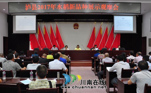 泸县召开2017年水稻新品种展示观摩会