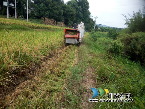 纳溪区龙车镇：“铁麦客”助农抢收稻谷