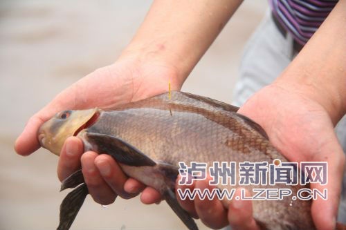 泸州放流近200条有“身份证”的珍稀鱼类(图1) 泸州放流近200条有“身份证”的珍稀鱼类(图1)