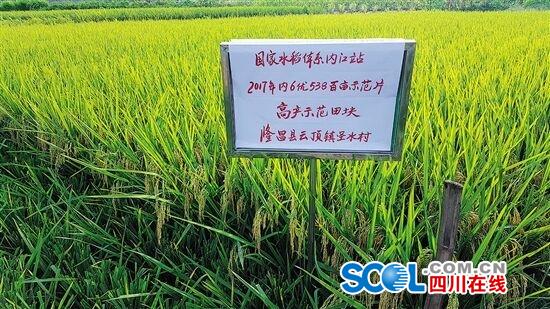 最高亩产达854.2kg！内江水稻亩产破全省记录