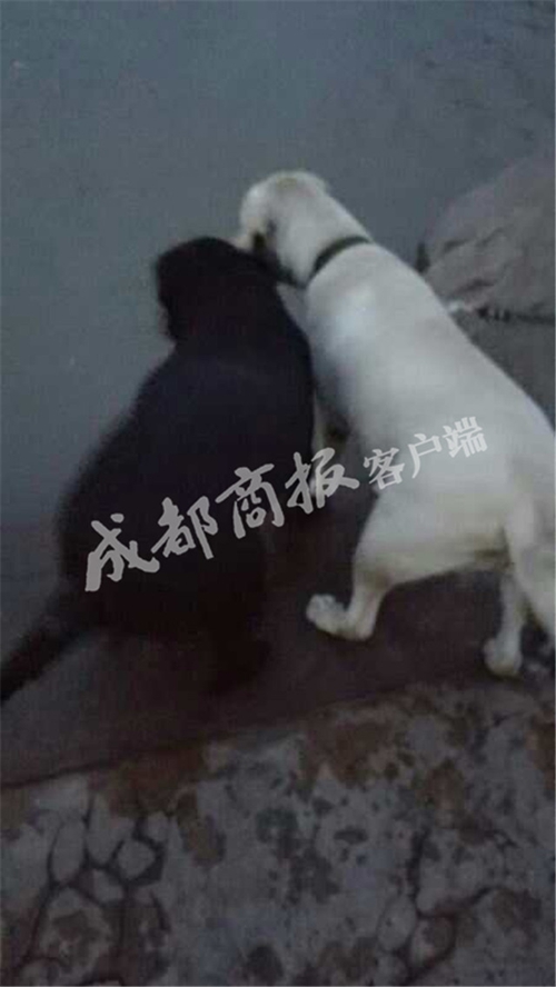宜宾男坠江又遭爱犬按入水中&nbsp;幸遇老特警相救(图1)