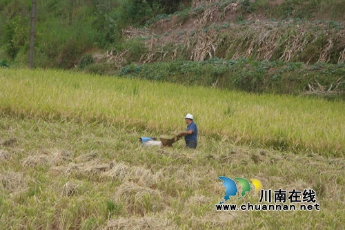 泸县太伏4万亩优质低碳杂交中稻喜获丰收(图3)
