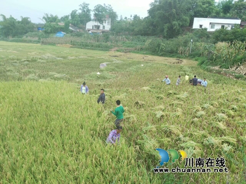 宜宾南溪区大观镇万亩水稻喜获丰收(图2) 宜宾南溪区大观镇万亩水稻喜获丰收(图2)