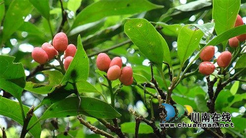 唐维扬:走进天堂坝(图3) 唐维扬:走进天堂坝(图3)