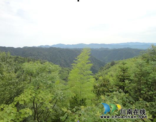 李定林：黄荆意景（美好家园）(图1)
