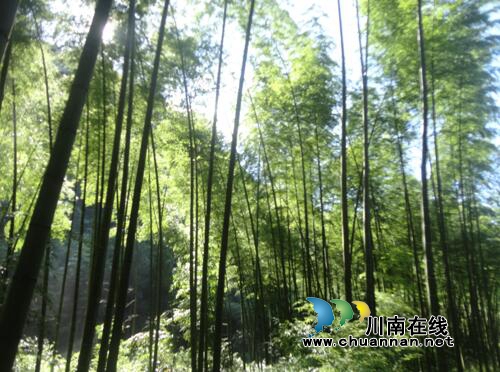 李定林：黄荆意景（美好家园）(图7)