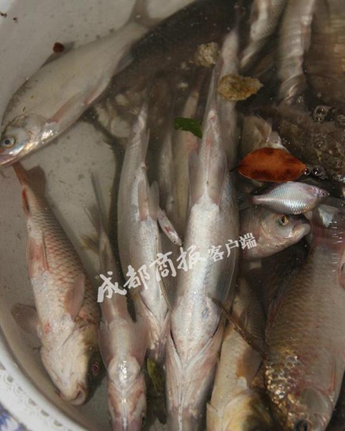 连守三晚 自贡电鱼人深夜驾船电鱼被逮现行(图1) 连守三晚 自贡电鱼人深夜驾船电鱼被逮现行(图1)