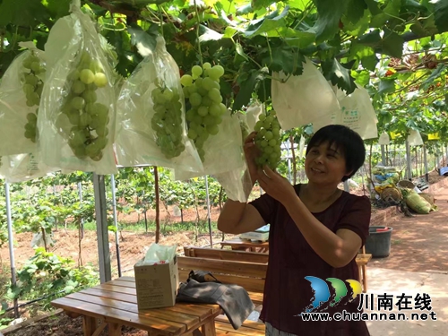 不当厂长当场长 记泸州金龙葡萄园殷大姐(图1) 不当厂长当场长 记泸州金龙葡萄园殷大姐(图1)