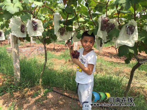 不当厂长当场长 记泸州金龙葡萄园殷大姐(图5) 不当厂长当场长 记泸州金龙葡萄园殷大姐(图5)