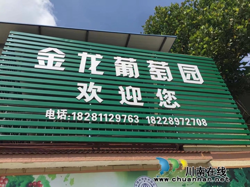 不当厂长当场长 记泸州金龙葡萄园殷大姐(图7) 不当厂长当场长 记泸州金龙葡萄园殷大姐(图7)