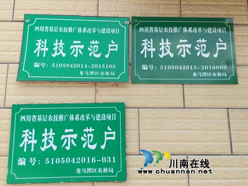 不当厂长当场长 记泸州金龙葡萄园殷大姐(图9) 不当厂长当场长 记泸州金龙葡萄园殷大姐(图9)