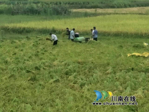 宜宾汪家镇助耕服务队助农脱贫增收(图2) 宜宾汪家镇助耕服务队助农脱贫增收(图2)