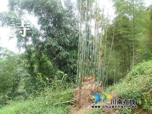 葛水平: 牵挂纳溪(图2) 葛水平: 牵挂纳溪(图2)
