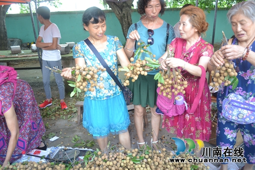 桂圆为媒精准扶贫 泸县潮河镇举办桂圆文化节(图1) 桂圆为媒精准扶贫 泸县潮河镇举办桂圆文化节(图1)