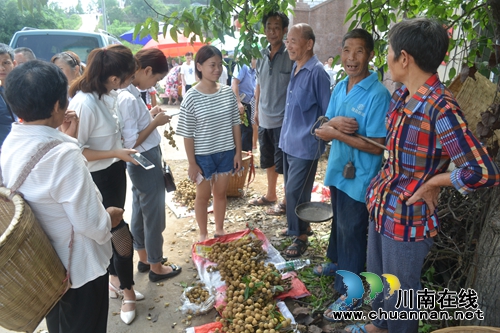 桂圆为媒精准扶贫 泸县潮河镇举办桂圆文化节(图10) 桂圆为媒精准扶贫 泸县潮河镇举办桂圆文化节(图10)