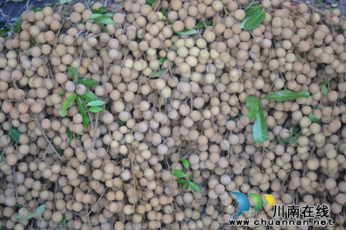 桂圆为媒精准扶贫 泸县潮河镇举办桂圆文化节(图11) 桂圆为媒精准扶贫 泸县潮河镇举办桂圆文化节(图11)