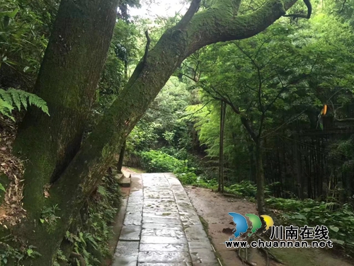 龙启权:绿色氧吧玉兰山(图2) 龙启权:绿色氧吧玉兰山(图2)