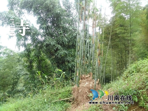 龙启权:绿色氧吧玉兰山(图9) 龙启权:绿色氧吧玉兰山(图9)