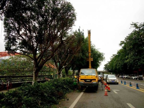 宜宾43条街道行道树换“云朵头”“馒头妆”(图1) 宜宾43条街道行道树换“云朵头”“馒头妆”(图1)