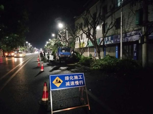 宜宾43条街道行道树换“云朵头”“馒头妆”(图2) 宜宾43条街道行道树换“云朵头”“馒头妆”(图2)