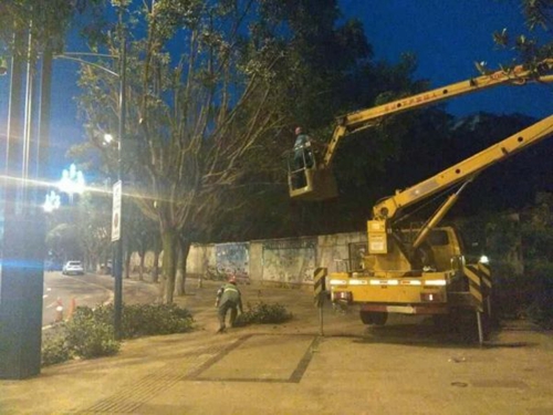 宜宾43条街道行道树换“云朵头”“馒头妆”(图3) 宜宾43条街道行道树换“云朵头”“馒头妆”(图3)