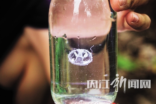 内江城区:首次发现“水中大熊猫”桃花水母(图2) 内江城区:首次发现“水中大熊猫”桃花水母(图2)