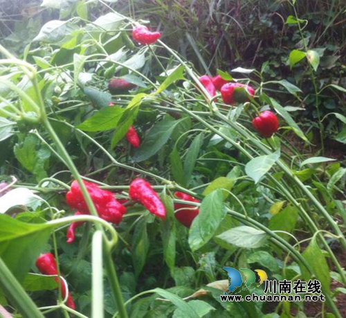 陈大刚：与中国“沾亲带故”的秘鲁(图17)