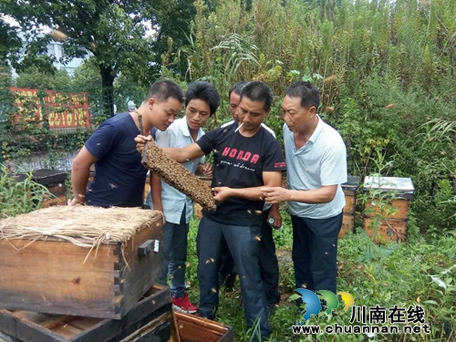 望谟县大观镇养蜂基地 接起扶贫“第一棒”(图1) 望谟县大观镇养蜂基地 接起扶贫“第一棒”(图1)