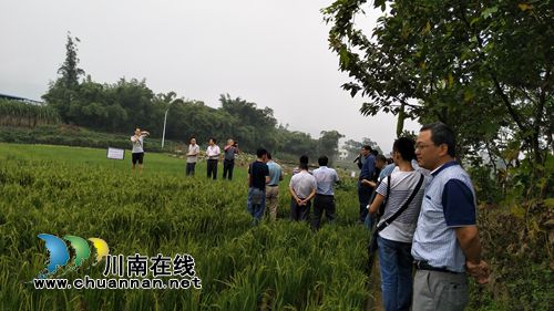 泸县在第二届“川南1+3再生稻论坛”作交流发言(图2)