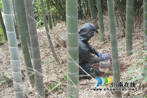 见“蜂”就挖！泸州“追蜂大王”除害又赚钱(图1)
