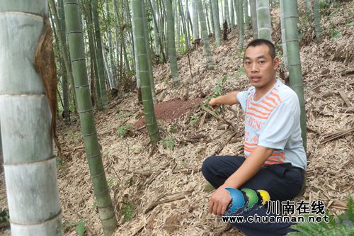 见“蜂”就挖！泸州“追蜂大王”除害又赚钱(图2)