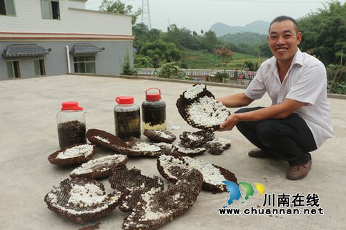 见“蜂”就挖！泸州“追蜂大王”除害又赚钱(图3)