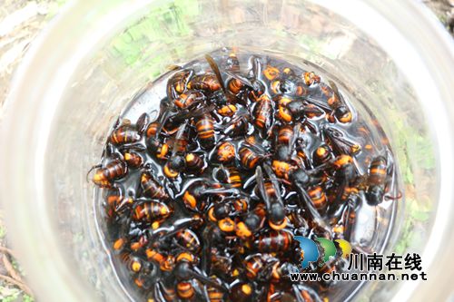 见“蜂”就挖！泸州“追蜂大王”除害又赚钱(图4)