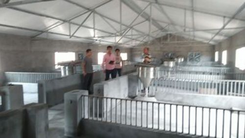 衣食无忧月薪过万&nbsp;大学生辞职到自贡养猪