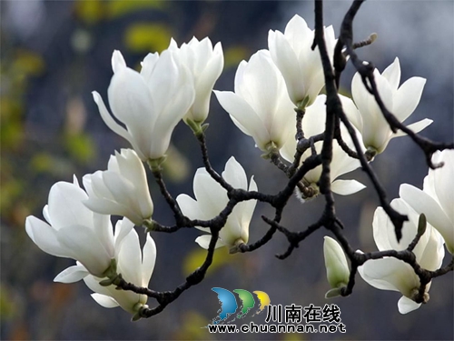 吴小林:白玉兰(泸州诗人)(图2) 吴小林:白玉兰(泸州诗人)(图2)