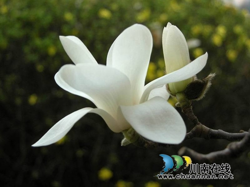 吴小林:白玉兰(泸州诗人)(图4) 吴小林:白玉兰(泸州诗人)(图4)