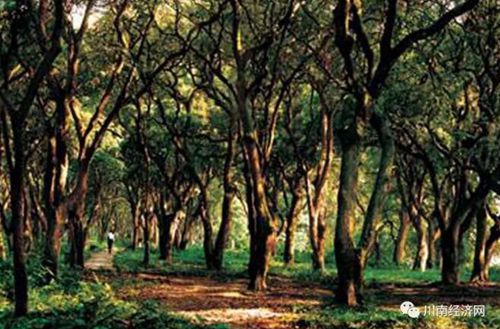 景画泸州:感受江阳雅生活N个看点(图3) 景画泸州:感受江阳雅生活N个看点(图3)