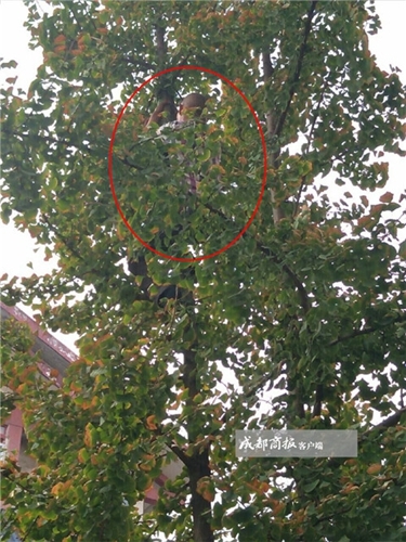 自贡六旬大爷身手矫健 爬上10米高大树救猫咪(图1) 自贡六旬大爷身手矫健 爬上10米高大树救猫咪(图1)