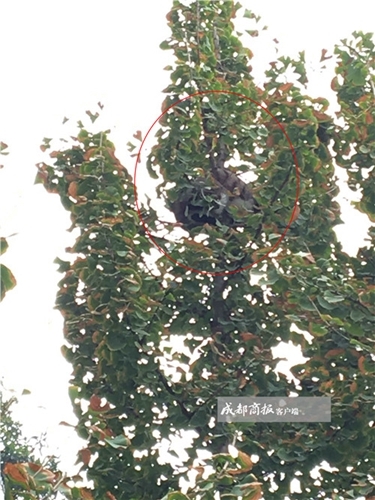 自贡六旬大爷身手矫健 爬上10米高大树救猫咪(图2) 自贡六旬大爷身手矫健 爬上10米高大树救猫咪(图2)